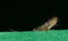 330230 – Photo : Denis Poirier – France (74)